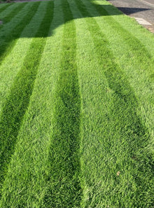 close up of lawn stripes treated by GreenThumb Worcester
