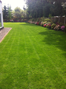 Stripes on a vibrant lawn treated by GreenThumb Leicestershire West