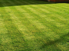 A healthy lawn treated by GreenThumb Ashby