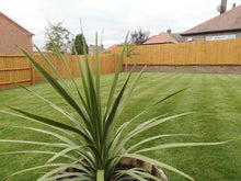 Stripes on a healthy lawn treated by the GreenThumb Ashby team