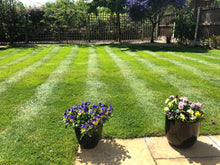 Lawn in Notts North area treated by GreenThumb