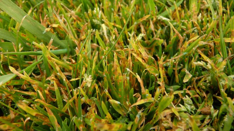 Yellow and brown tips on a grass - leaf spot, grass disease pictures, lawn disease pictures, lawn fungus identification 