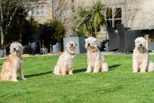 greenthumb grantham & bourne dog/pet on a lovely green lawn