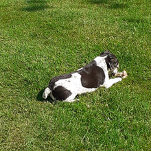 dog lying on the lawn treated by GreenThumb Peterborough