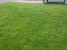 Vibrant lawn treated by GreenThumb Notts East