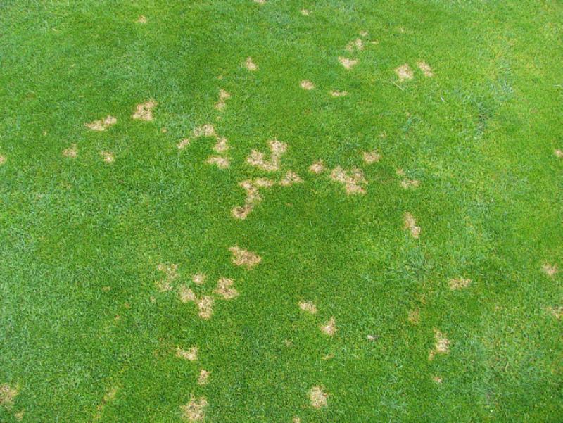 patches of white or dead grass in lawn, dollarspot