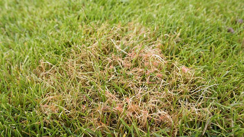 pink, red tips on a patch of grass - Red Thread, grass disease pictures, lawn disease pictures, lawn fungus identification 