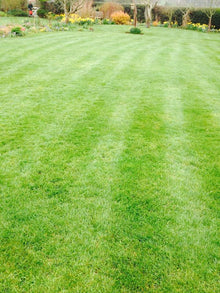 A nice healthy lawn treated by GreenThumb Redcar