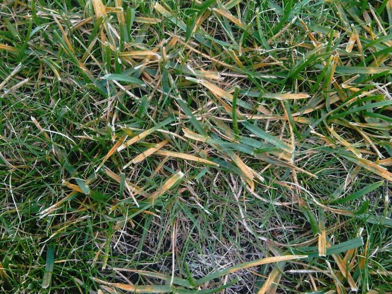 rust on grass, grass disease pictures, lawn disease pictures, lawn fungus identification 