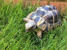 Tortoise enjoying a lawn treated by GreenThumb Grantham & bourne
