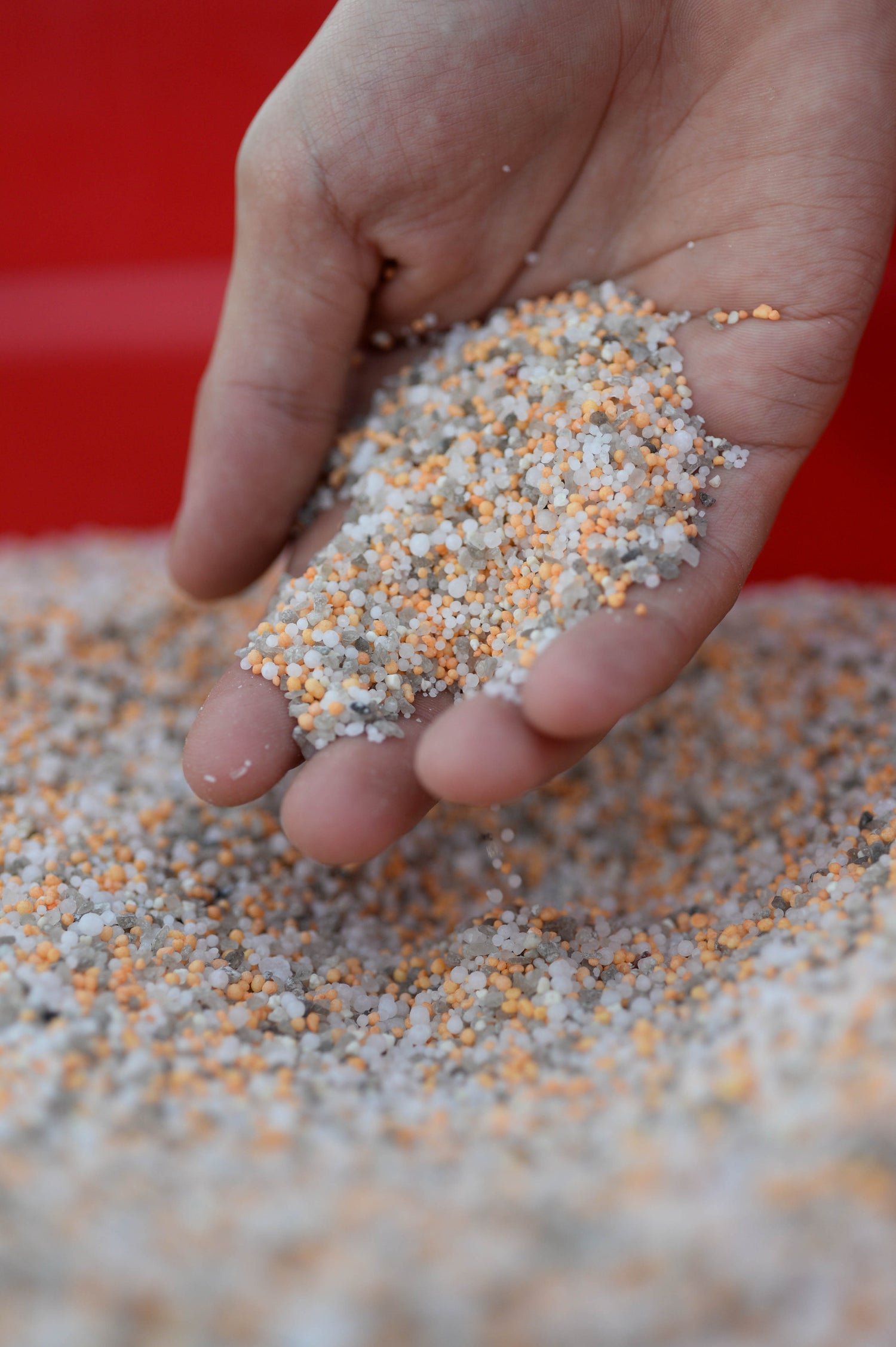 hand holding nutragreen fertiliser (orange, grey and white small pellets)