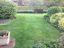 The same customer's Lawn but before GreenThumb Cheltenham & Gloucester had treated it.