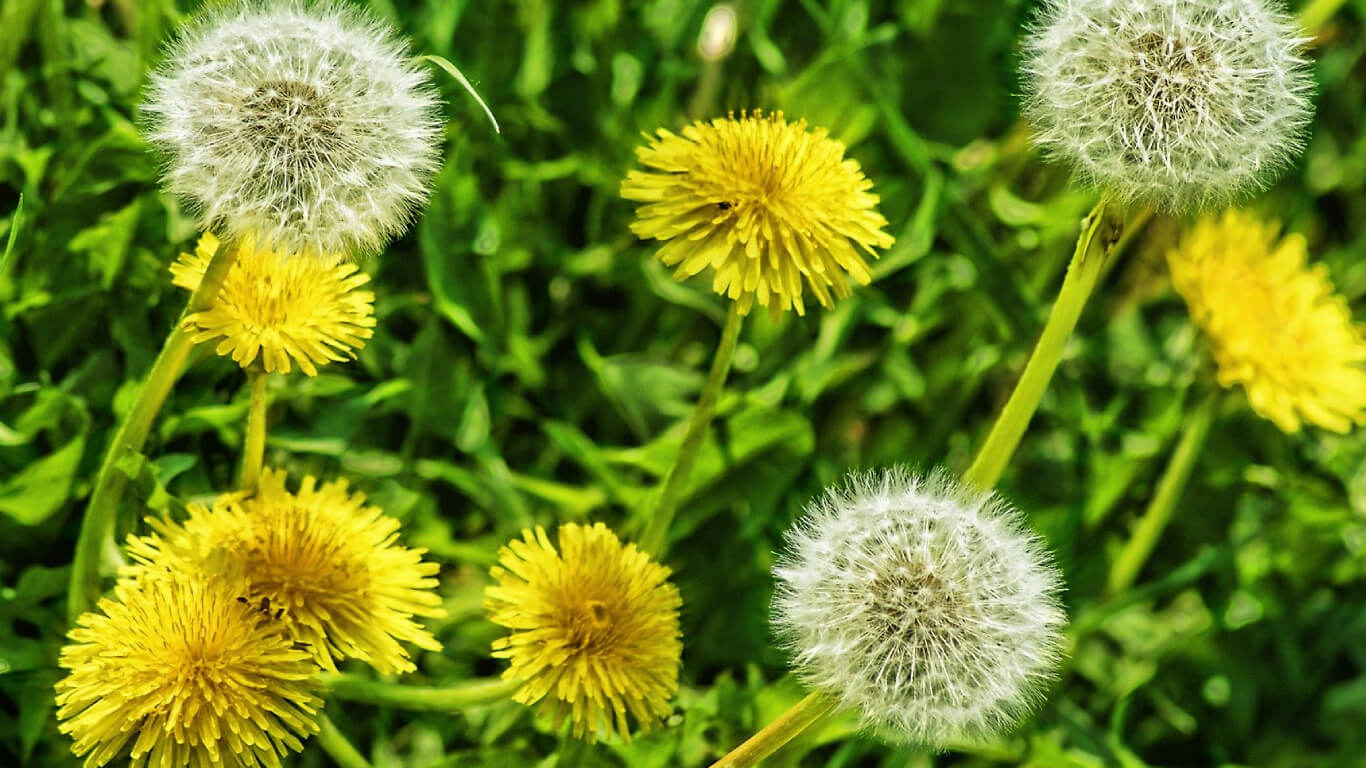 Dandelions during summer