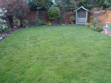 A patchy looking lawn before being treated by the GreenThumb Redditch team