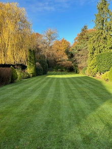 Beautiful Green healy striped lawn treated by GreenThumb Croydon and Bromley