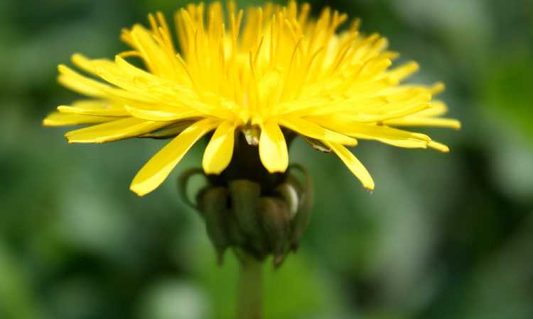 Close up of a single, yellow dandelion