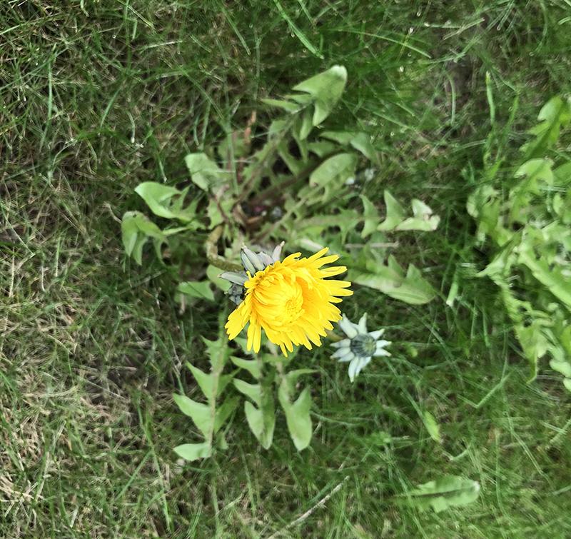 yellow dandelion in the lawn