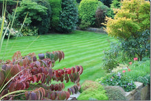Lawn with stripes by GreenThumb Halifax