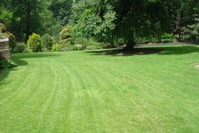 Lush green lawn treated by GreenThumb Halifax