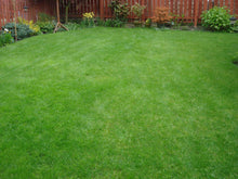Thick green lawn treated by GreenThumb Halifax