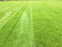 Beautiful green healthy grass treated by GreenThumb Blackburn