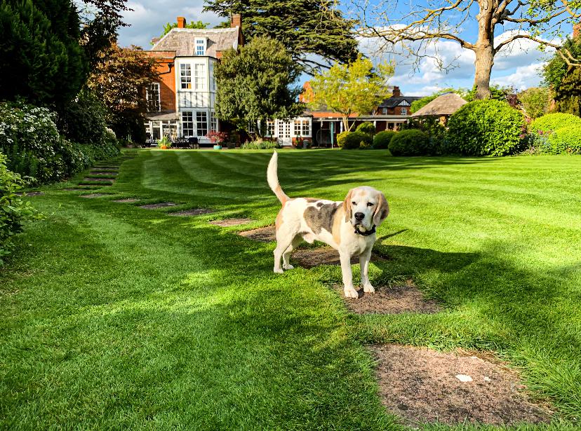 large greenthumb lawn with dog