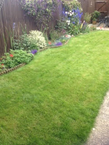 small green lawn treated by GreenThumb Blandford Forum