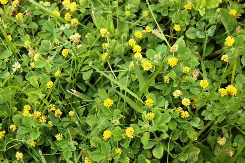 lesser trefoil