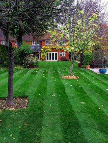 Vibrant green lawn with stripes treated by GreenThumb Guildford