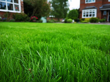Lush Green GreenThumb Lawn Manchester West
