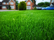 Beautiful vibrant green greenthumb manchester west lawn