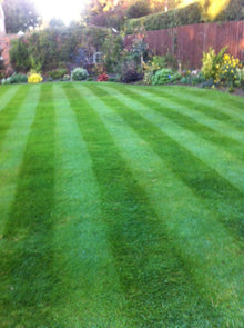 lawn treated by GreenThumb Newcastle