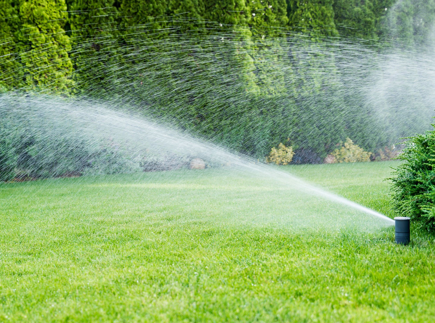 healthy greenthumb lawn avoiding drought by watering with sprinkler 