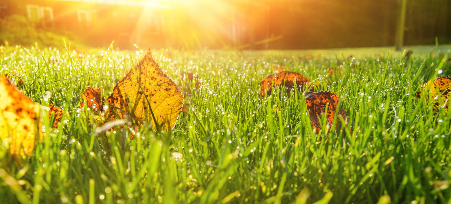 Autumnal leaves on grass close-up