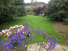 GreenThumb Louth lawn with plants
