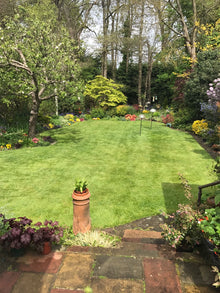 A lovely garden with a lawn treated by GreenThumb Croydon and Bromley team